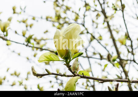 Una bellissima vista ravvicinata di un giallo fiore di magnolia come esso si estende per soddisfare il sole del mattino. Repubblica ceca park Foto Stock