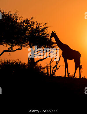 Silhouette di una giraffa solitaria al tramonto in Botswana, Africa Foto Stock