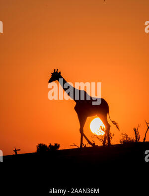 Silhouette di una giraffa solitaria al tramonto in Botswana, Africa Foto Stock