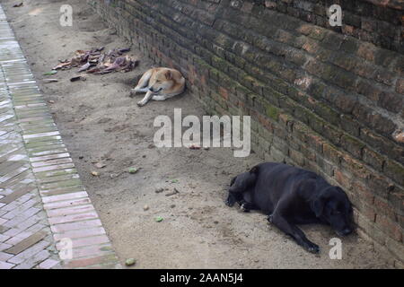 Dogs addormentato thailandia Foto Stock