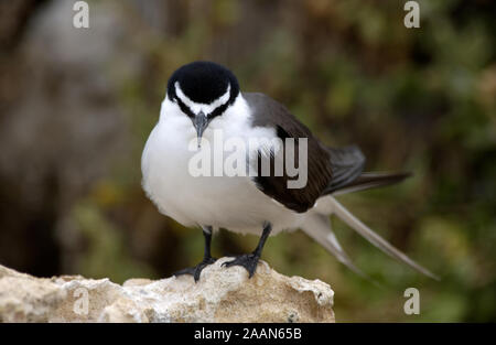 Imbrigliati tern (Onychoprion anaethetus, Australia occidentale Foto Stock