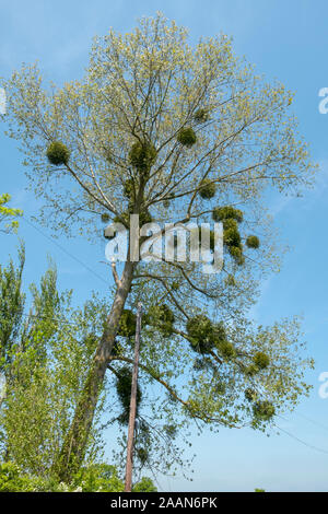 Vischio cresce in una struttura host, Kent, Regno Unito Foto Stock