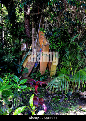 Maui, Hawaii, Stati Uniti d'America - 5 Giugno 2015 : Abbandonato il vecchio Surf ricoperta dal verde lussureggiante natura e cattura sull'Isola di Maui nelle Hawaii Foto Stock