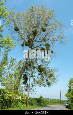 Misletoe cresce su un albero di host, Kent, Regno Unito Foto Stock