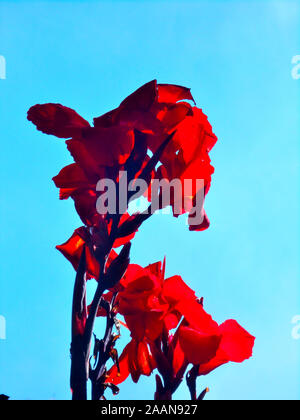 Un rosso intenso Canna Australia fiore con un cielo blu chiaro in background a Mount Coo Tha Giardini Botanici di Brisbane Queensland Australia Foto Stock