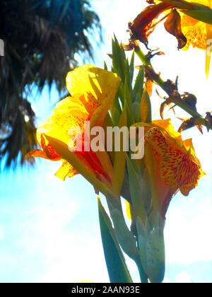 Cleopatra canna fiore che è giallo con macchie rosse sul Monte Coo Tha Giardini Botanici di Brisbane Queensland Australia Foto Stock