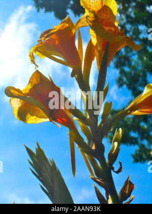 Cleopatra canna fiore che è giallo con macchie rosse sul Monte Coo Tha Giardini Botanici di Brisbane Queensland Australia Foto Stock