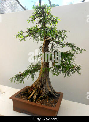 Alberi di bonsai presso il monte Coo Tha Giardini Botanici di Brisbane Queensland Australia Foto Stock