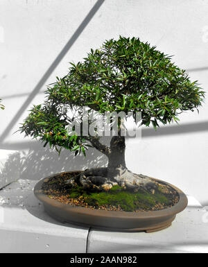 Alberi di bonsai presso il monte Coo Tha Giardini Botanici di Brisbane Queensland Australia Foto Stock