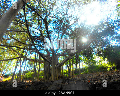 Banyan Tree con molti prop radici e il sole che splende attraverso le foglie a Mount Coo Tha Giardini Botanici di Brisbane Queensland Australia Foto Stock