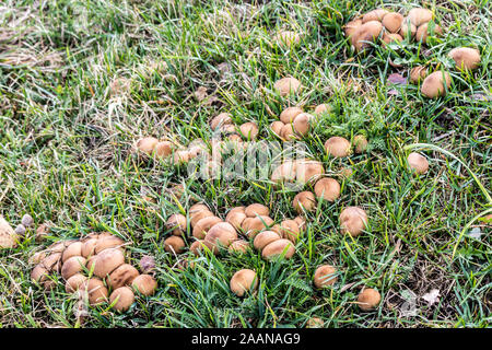 Lycoperdon pratense, comunemente noto come prato puffball. Cresce da grandi famiglie in erba sui pascoli. Podlasie, Polonia. Foto Stock