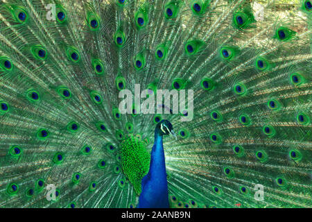 Peacock - peafowl con Apri coda, splendido esemplare rappresentativo del pavone maschio in grande metalic colori. Foto Stock