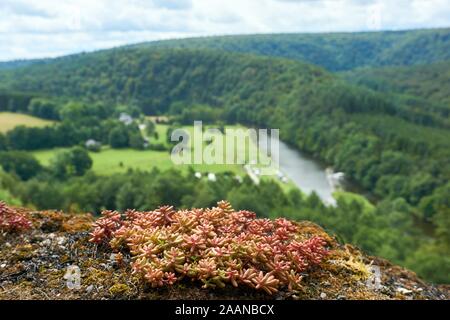 Bellissima vista sul Semois in Belgio Ardenne dal cavaliere del Tomba o Château d'Herbeumont. Foto Stock