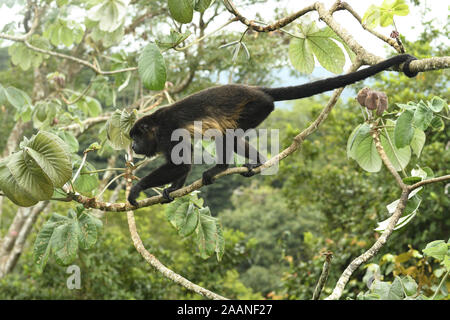 Mantled scimmia urlatrice (Alouatta palliata) adulto camminando lungo il ramo di albero peltata, utilizzando coda prensile, Parco Nazionale di Soberania, Panama, ottobre Foto Stock