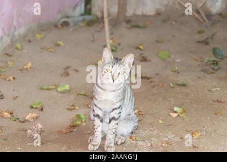 Carino giovane cat, brown tabby, seduto attento su una strada, guardando curiosamente, Rodi, Grecia Foto Stock