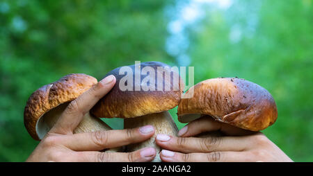 I giovani bianco di funghi (cepe, Boletus edulis) su uno sfondo di betulla nelle mani della raccoglitrice. Stagione di funghi nella foresta del Nord. Molto gustosa naturale Foto Stock