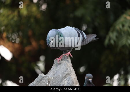 Colomba di roccia, o piccione comune, è un membro dell'uccello columbidi. La vita degli animali nella metropoli. Il piccione maschio femmina corteggiamento piccione. Foto Stock