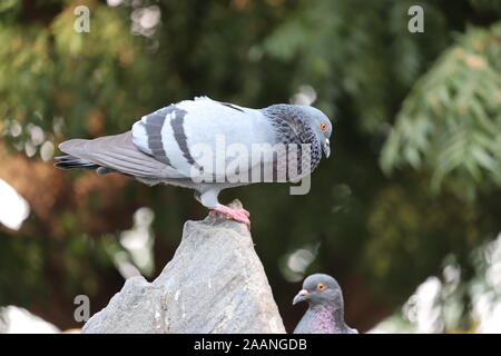 Close up colpo alla testa della bella speed racing pigeon bird Foto Stock