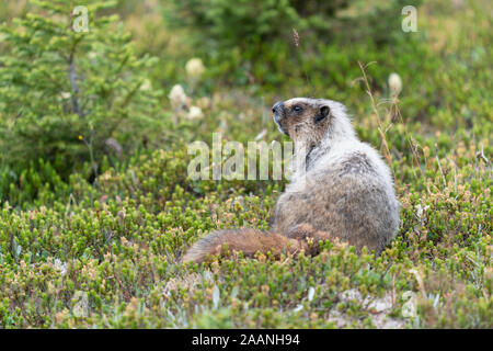 Annoso marmotta (Marmota caligata), il Parco Nazionale di Banff, Alberta, Canada Foto Stock