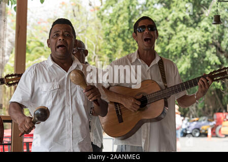 Un cantante cubano che utilizza un paio di strumenti musicali cubani chiamati maracas, uno strumento musicale tradizionale fatto di materiali naturali durante l’esecuzione Foto Stock
