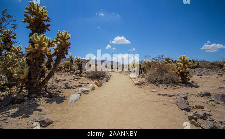 Parco nazionale di Joshua Tree Foto Stock