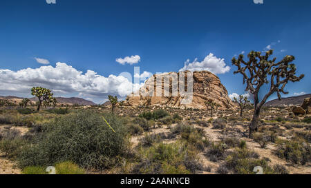 Parco nazionale di Joshua Tree Foto Stock