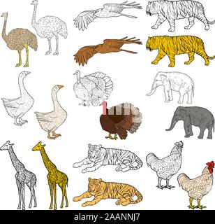 Schizzo elephant tiger eagle rooster giraffa struzzo turchia oca. pollo su uno sfondo bianco. Illustrazione Vettoriale. Illustrazione Vettoriale