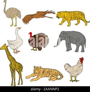 Schizzo elephant tiger eagle rooster giraffa struzzo turchia oca. pollo su uno sfondo bianco. Illustrazione Vettoriale. Illustrazione Vettoriale