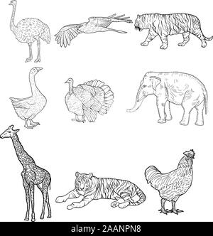 Schizzo elephant tiger eagle rooster giraffa struzzo turchia oca. pollo su uno sfondo bianco. Illustrazione Vettoriale. Illustrazione Vettoriale