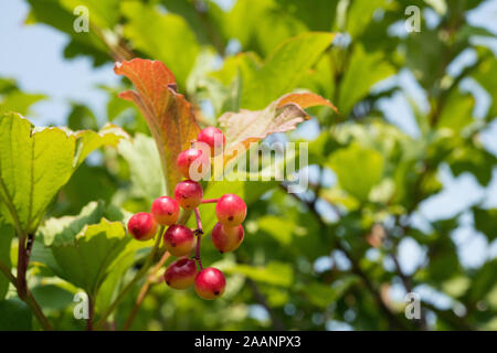 Grappolo di bacche di maturazione della freccia-legno, chiamato anche snowball tree, viburno-rose o pallon di maggio. Giardino non focalizzato e cielo blu a sfondo bokeh di fondo con un Foto Stock