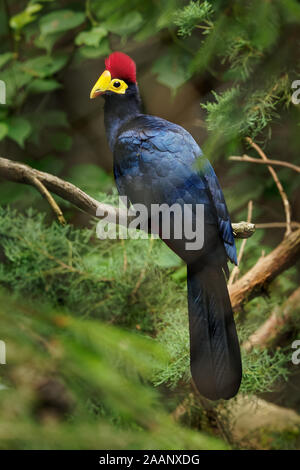 Ross's Turaco - Musophaga rossae o Lady Ross s's Turaco è principalmente un colore bluastro-viola uccello africano della famiglia's Turaco, Musophagidae, principalmente in woodl Foto Stock