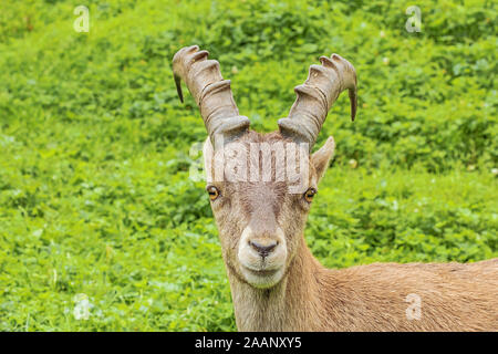 Guardando dritto negli occhi di un alpine ibex su un pendio di montagna Foto Stock