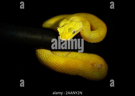 Tintura ciglia Viper - Bothriechis schlegeli infame rattlesnakes delle specie che si trovano in America Centrale e America del Sud. Piccole e arborea, questa specie si caratterizzano Foto Stock