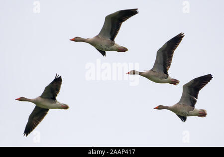 Piccolo gruppo di Graylag oche in volo nel cielo bianco in primavera Foto Stock