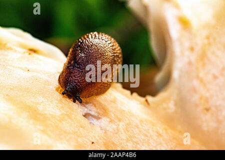 Dettaglio di un Dusky Slug (Arion subfuscus) alimentazione su un imbuto offuscato il fungo (Clitocybe nebularis) nel Bosco in autunno. Foto Stock