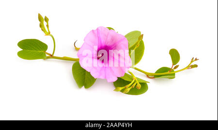 Ipomoea pes-caprae, noto anche come bayhops, spiaggia gloria di mattina o di capra al piede. Isolato Foto Stock