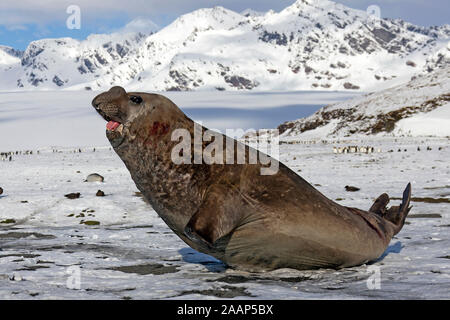 Suedlicher See-Elefant, Bulle Foto Stock