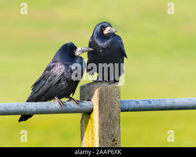 Rooks Corvus frugilegus pairi novembre east coast Norfolk Foto Stock