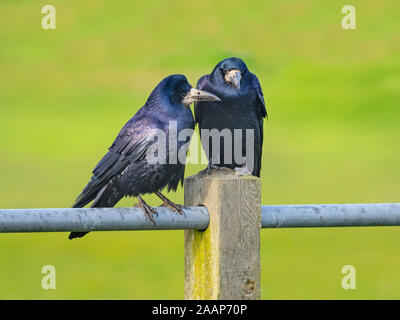 Rooks Corvus frugilegus pairi novembre east coast Norfolk Foto Stock