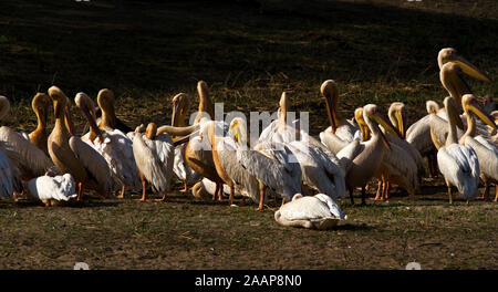 Come la stagione secca progredisce e il fiume Katuma si restringe di grandi numeri di Great White Pelican appaiono ogni anno per il raccolto la manna di pesce gatto la Foto Stock