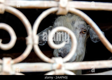 Un (Capra aegagrus hircus) tenuto al chiuso nel villaggio di Lahic, Azerbaigian Foto Stock