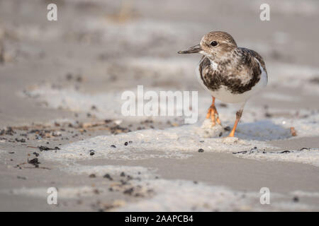 Un voltapietre a piedi la spiaggia in cerca di cibo. Foto Stock