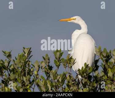 Un Airone bianco maggiore appollaiato sulla cima delle mangrovie. Foto Stock