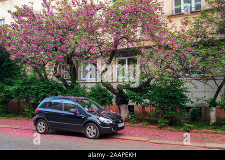 Uzhhorod, Ucraina - 02 Maggio 2010: nero compatto auto suv sotto il ciliegio in fiore. Uno scenario tipico per le strade della città vecchia in primavera. f Foto Stock