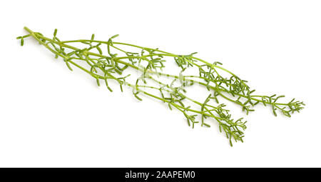 Coccineum Zygophyllum impianto isolato su sfondo bianco Foto Stock