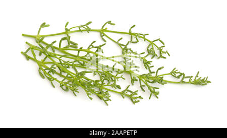 Coccineum Zygophyllum impianto isolato su sfondo bianco Foto Stock