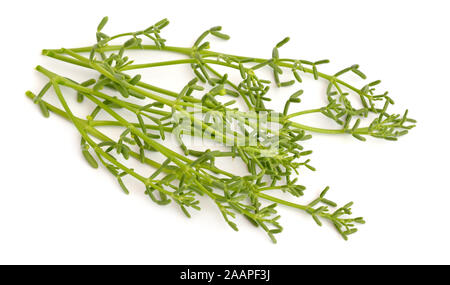 Coccineum Zygophyllum impianto isolato su sfondo bianco Foto Stock