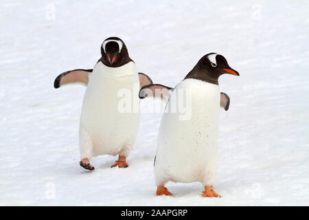 Eselspinguin - Antarktis Foto Stock