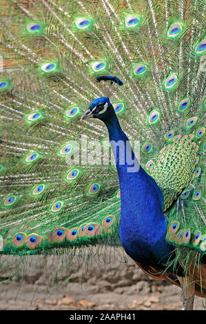 Il Blauer Pfau , Pavo cristatus Foto Stock