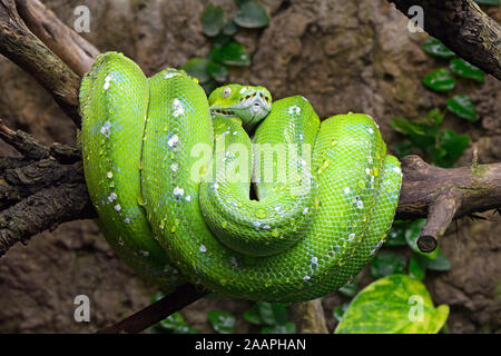 Grüne Baumpython (Morelia viridis), prigionieri Vorkommen Asien, Australien Foto Stock